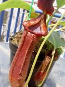 Nepenthes lowii x truncata 2